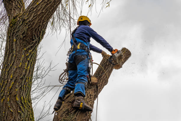 How Our Tree Care Process Works  in  Hopewell, TN